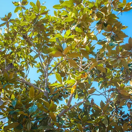 Magnolia Con Giardino Ferienhaus
