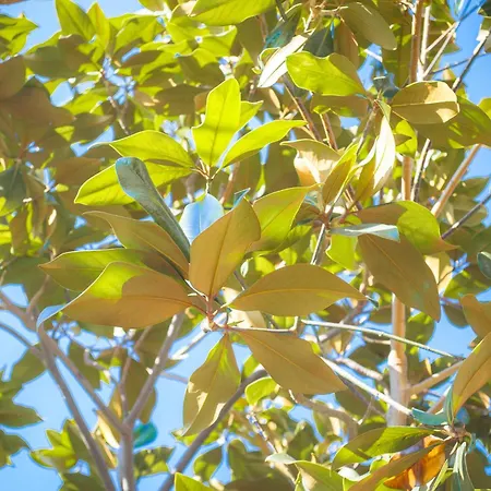 Holiday home Magnolia Con Giardino
