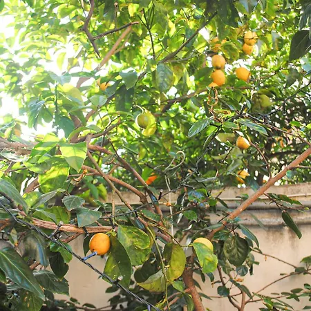 Magnolia Con Giardino Case de vacanță Bari