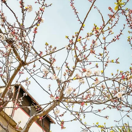 Magnolia Con Giardino Case de vacanță Bari